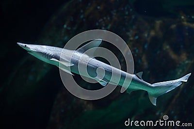 Bonnethead shark (Sphyrna tiburo) Stock Photo