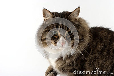 Bonnie the cat... Stock Photo