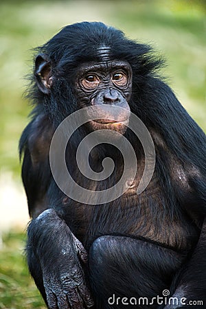 Bonobo Chimp Stock Photo