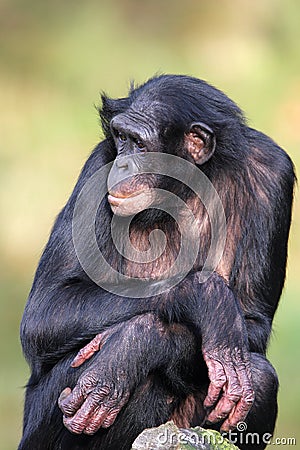 Bonobo female Stock Photo