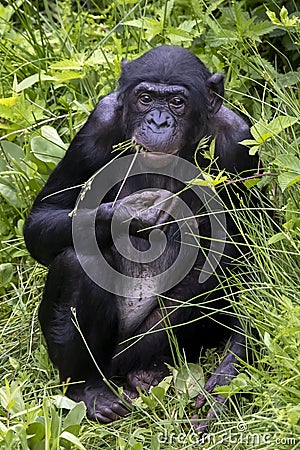 A Bonobo in hig green grass Stock Photo