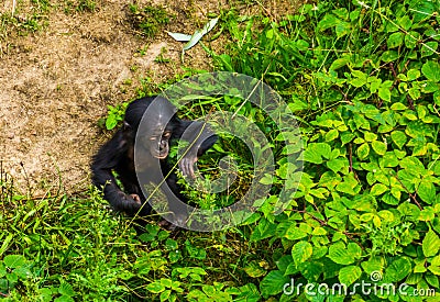 Bonobo infant walking through some plants, human ape, pygmy chimpanzee child, Endangered primate specie from Africa Stock Photo