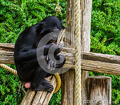 Bonobo looking at its hand in closeup, human ape, pygmy chimpanzee, Endangered animal specie from Africa Stock Photo