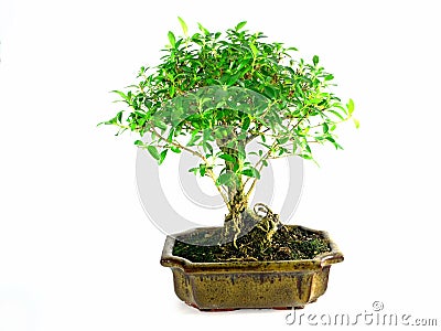 Bonsai Stock Photo