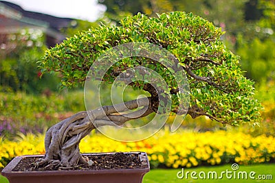 Bonsai Stock Photo