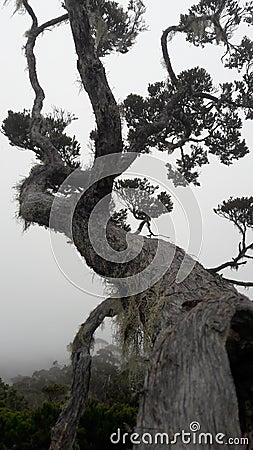 Natural bonsai decades ago at an altitude of thousands of meters above sea level Stock Photo