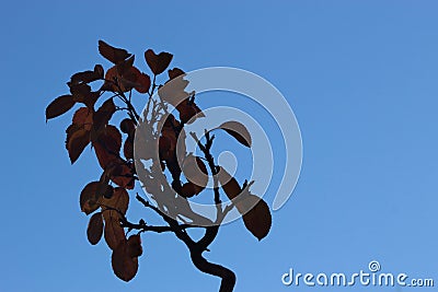 Bonsai apple tree against blue sky, in autumn. Stock Photo