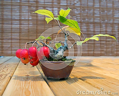 Bonsai. Apple tree. The age of 12. Stock Photo