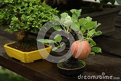 Bonsai apple tree in a garden Stock Photo