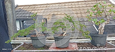 Bonsai Stock Photo