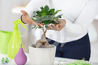 bonsai care and tending houseplant growth watering tree Stock Photo