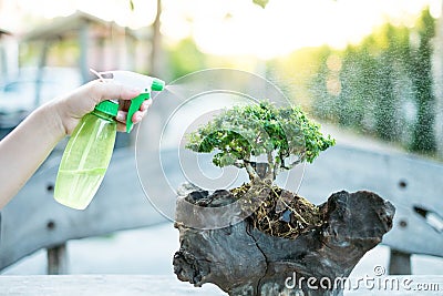 Bonsai care and tending houseplant growth. Watering small tree. Tree Treatment Concepts Stock Photo