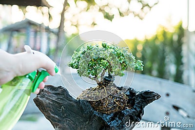 Bonsai care and tending houseplant growth. Watering small tree. Tree Treatment Concepts Stock Photo