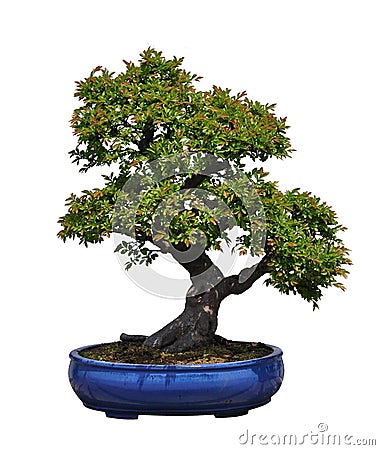 Bonsai of Chinese elm Stock Photo