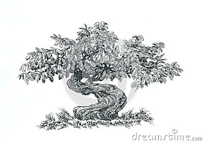 Bonsai, coniferous , black and white . Stock Photo