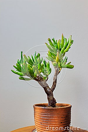 Bonsai crassula Stock Photo