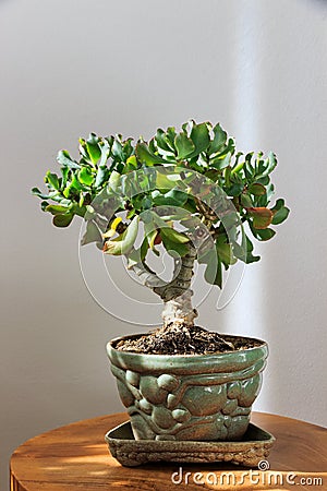 Bonsai crassula Stock Photo