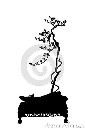 Bonsai cucoloris Stock Photo