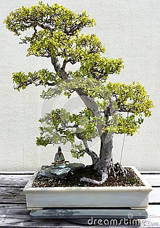 Bonsai deciduous trees Stock Photo