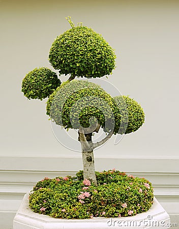 Bonsai decorative tree Stock Photo