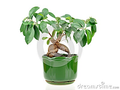 Bonsai ficus Stock Photo