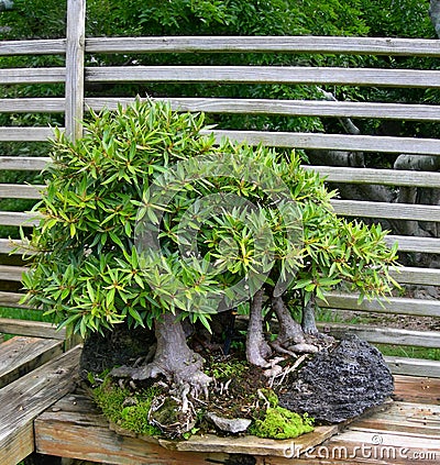 Bonsai ficus tree Stock Photo