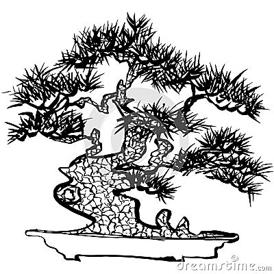 Bonsai. Japanese pine tree. hand drawn illustration. Vector Illustration