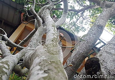 Bonsai ornamental tree seen from below Stock Photo