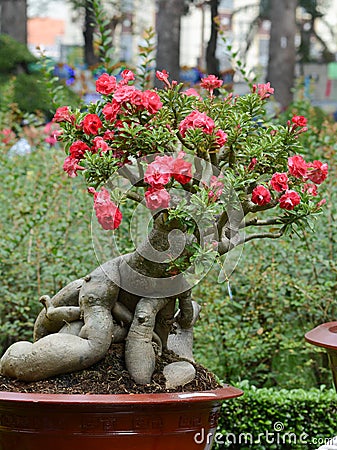 Bonsai at the park in Hanoi, Vietnam Stock Photo