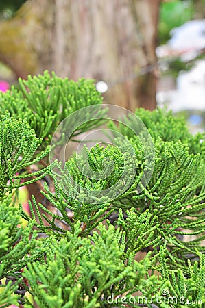 Bonsai pine Stock Photo