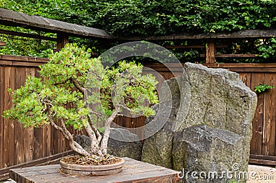 Bonsai pine/juniperus tree near huge stone outside in japanese garden in Poland Stock Photo