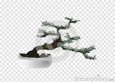 Bonsai Pinus Pine tree vector on transparency background, tiny little tree with green leaves and dark brown bend trunk in the marb Stock Photo