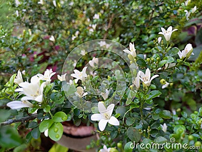 Tiny Orange Jasmine Stock Photo