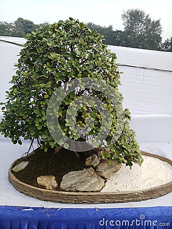 Bonsai plant in a pot Stock Photo