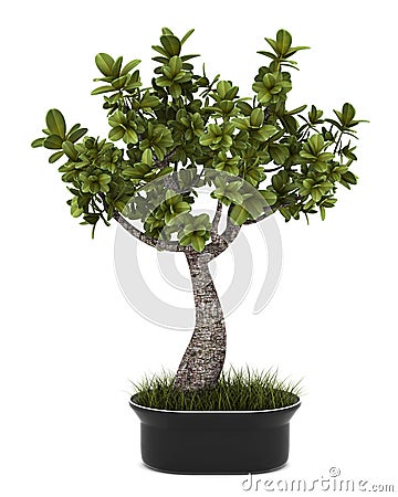 Bonsai plant in pot isolated on white Stock Photo