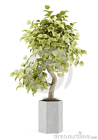 Bonsai plant in pot isolated on white Stock Photo