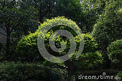 Bonsai-Podocarpus macrophyllus Stock Photo