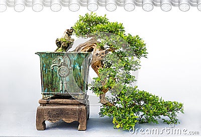 Bonsai potted landscape miniascape dishgarden Murraya Stock Photo