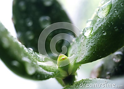 Bonsai style money tree. Crassula Hummel's Ghost ovata variegata. Home decor. Indoor plant Succulent plant from the Stock Photo