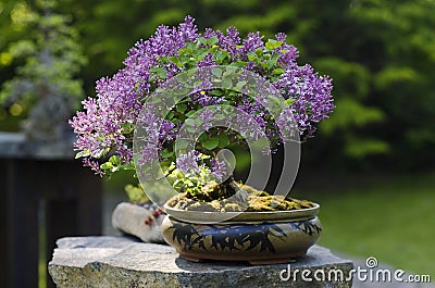 Bonsai from Syringa lilac tree Stock Photo