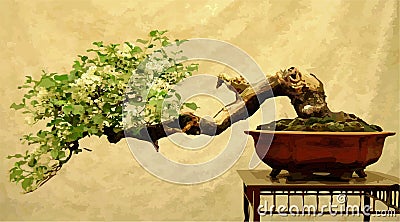 Bonsai tree Vector Illustration