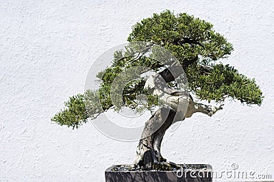 Bonsai Tree Stock Photo