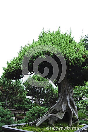 Bonsai tree Stock Photo