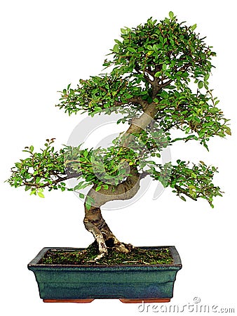 Bonsai Tree Stock Photo