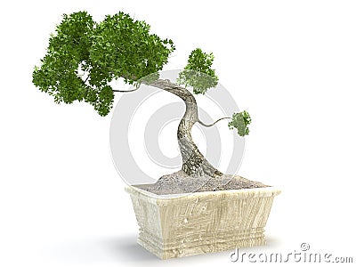 Bonsai tree Stock Photo