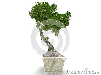 Bonsai tree Stock Photo