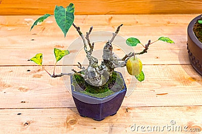 Bonsai tree - apple. Stock Photo