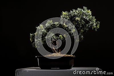 Bonsai Tree in black ceramic pot Stock Photo
