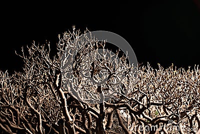 Bonsai tree branches on black Stock Photo