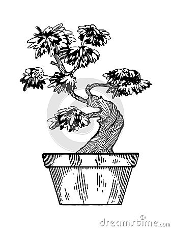 Bonsai tree engraving vector illustration Vector Illustration